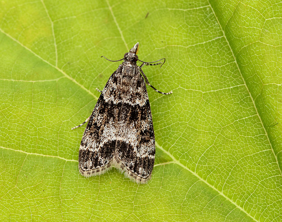 63.067 BF1338 Eudonia lacustrata