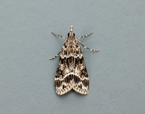 63.074 BF1340 Eudonia mercurella