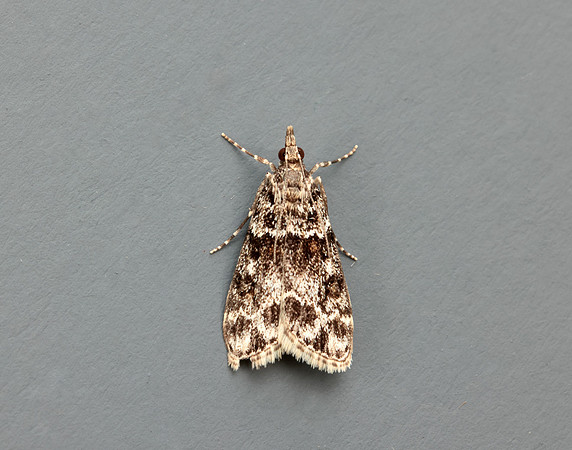 63.074 BF1340 Eudonia mercurella