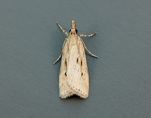 63.075 BF1336 Eudonia pallida