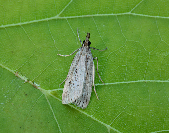 63.075 BF1336 Eudonia pallida
