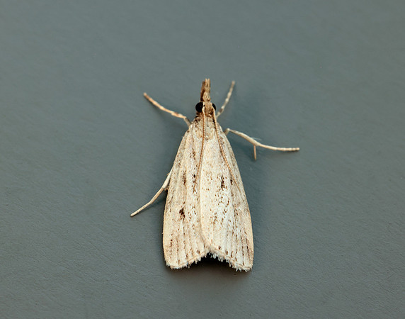 63.075 BF1336 Eudonia pallida