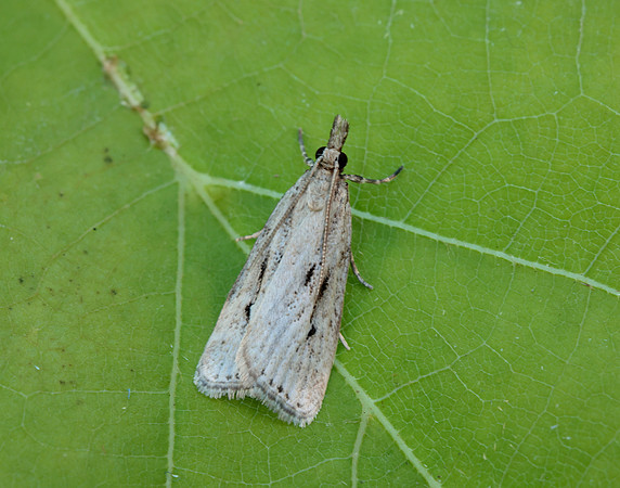 63.075 BF1336 Eudonia pallida