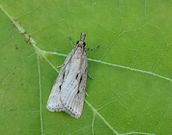63.075 BF1336 Eudonia pallida