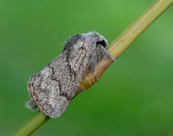 66.002 BF1632 Pale Eggar Trichiura crataegi