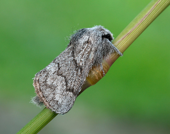 66.002 BF1632 Pale Eggar Trichiura crataegi