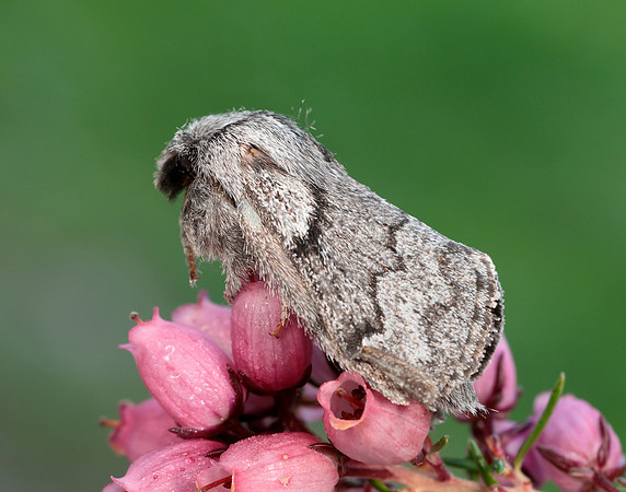 66.002 BF1632 Pale Eggar Trichiura crataegi