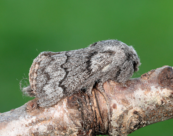 66.002 BF1632 Pale Eggar Trichiura crataegi
