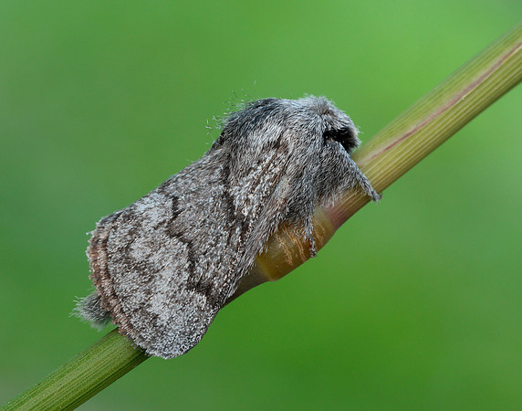 66.002 BF1632 Pale Eggar Trichiura crataegi