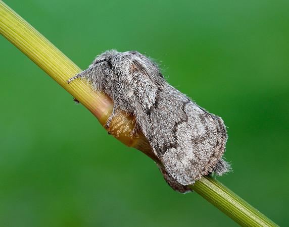66.002 BF1632 Pale Eggar Trichiura crataegi