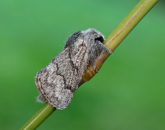 66.002 BF1632 Pale Eggar Trichiura crataegi