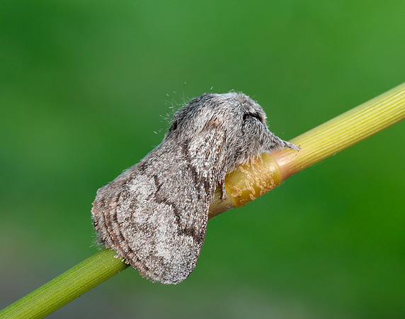 66.002 BF1632 Pale Eggar Trichiura crataegi