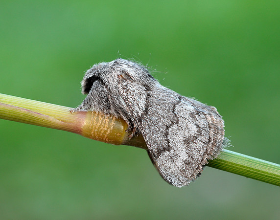 66.002 BF1632 Pale Eggar Trichiura crataegi