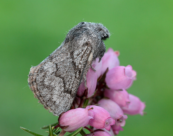 66.002 BF1632 Pale Eggar Trichiura crataegi
