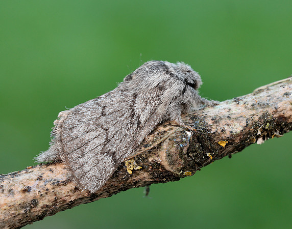 66.002 BF1632 Pale Eggar Trichiura crataegi