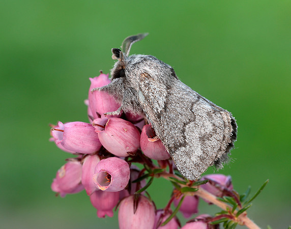 66.002 BF1632 Pale Eggar Trichiura crataegi
