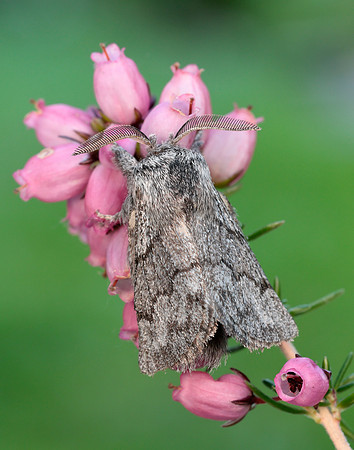 66.002 BF1632 Pale Eggar Trichiura crataegi
