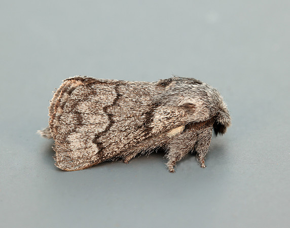 66.002 BF1632 Pale Eggar Trichiura crataegi