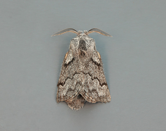 66.002 BF1632 Pale Eggar Trichiura crataegi