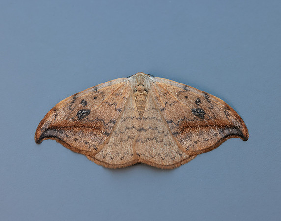 65.005 BF1648 Pebble Hook-tip Drepana falcataria