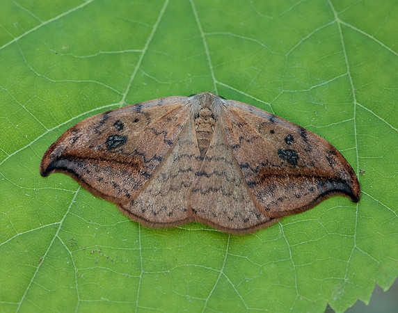65.005 BF1648 Pebble Hook-tip Drepana falcataria