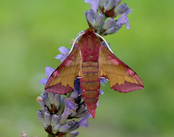 69.017 BF1992 Small Elephant Hawk-moth Deilephila porcellus