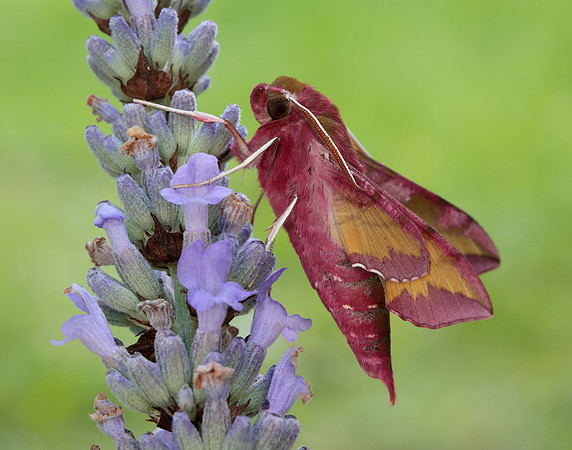 69.017 BF1992 Small Elephant Hawk-moth Deilephila porcellus