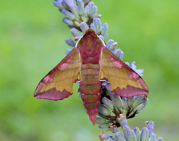 69.017 BF1992 Small Elephant Hawk-moth Deilephila porcellus