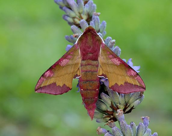69.017 BF1992 Small Elephant Hawk-moth Deilephila porcellus