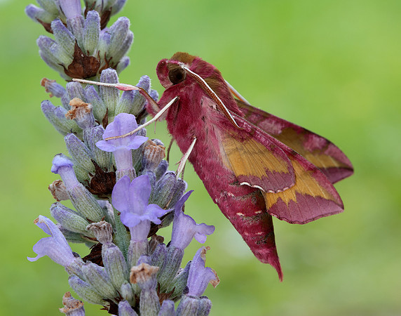69.017 BF1992 Small Elephant Hawk-moth Deilephila porcellus