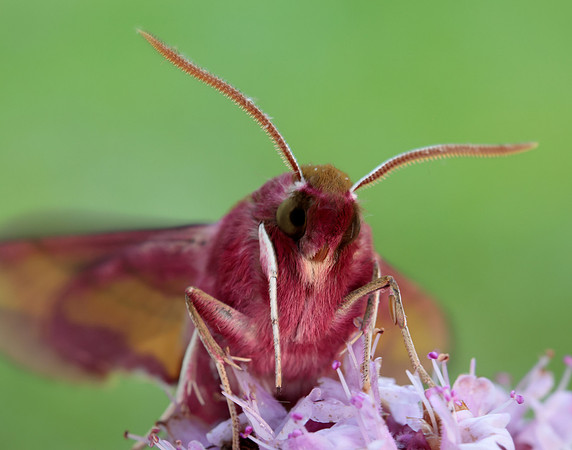 69.017 BF1992 Small Elephant Hawk-moth Deilephila porcellus