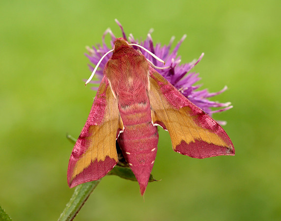 69.017 BF1992 Small Elephant Hawk-moth Deilephila porcellus