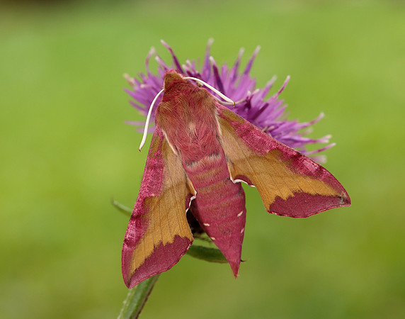 69.017 BF1992 Small Elephant Hawk-moth Deilephila porcellus