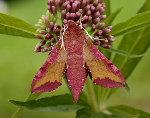 69.017 BF1992 Small Elephant Hawk-moth Deilephila porcellus