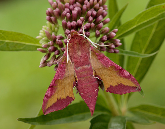 69.017 BF1992 Small Elephant Hawk-moth Deilephila porcellus