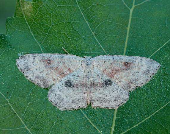 70.032  BF1677 Birch Mocha Cyclophora albipunctata