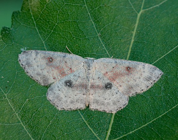 70.032  BF1677 Birch Mocha Cyclophora albipunctata