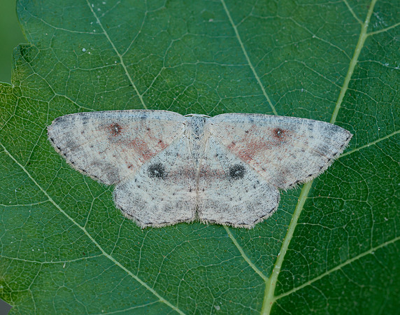 70.032  BF1677 Birch Mocha Cyclophora albipunctata