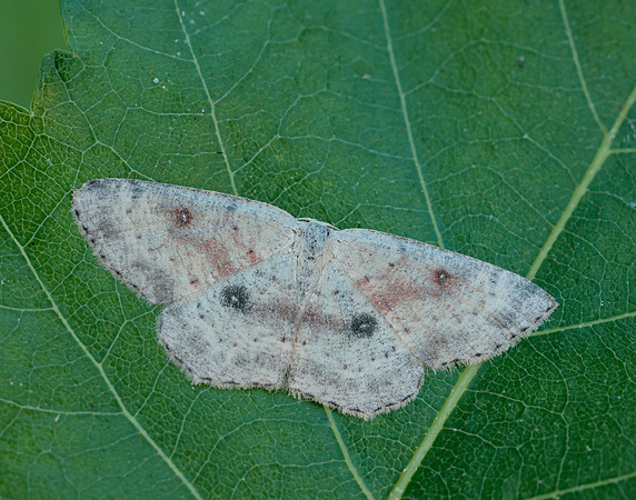 70.032  BF1677 Birch Mocha Cyclophora albipunctata