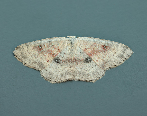 70.032  BF1677 Birch Mocha Cyclophora albipunctata