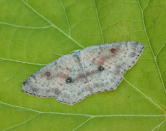 70.032  BF1677 Birch Mocha Cyclophora albipunctata