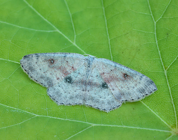 70.032  BF1677 Birch Mocha Cyclophora albipunctata