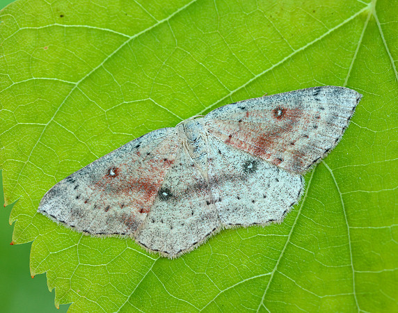 70.032  BF1677 Birch Mocha Cyclophora albipunctata