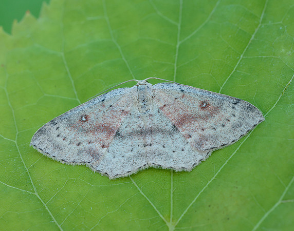 70.032  BF1677 Birch Mocha Cyclophora albipunctata