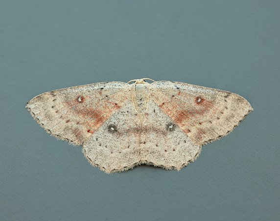 70.032  BF1677 Birch Mocha Cyclophora albipunctata
