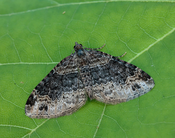 70.052 BF1725 Dark-barred Twin-spot Carpet Xanthorhoe ferrugata