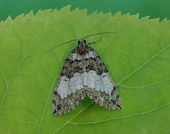70.074 BF1777 July Highflier Hydriomena furcata
