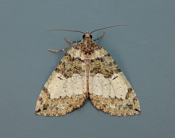 70.074 BF1777 July Highflier Hydriomena furcata