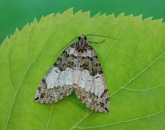 70.074 BF1777 July Highflier Hydriomena furcata