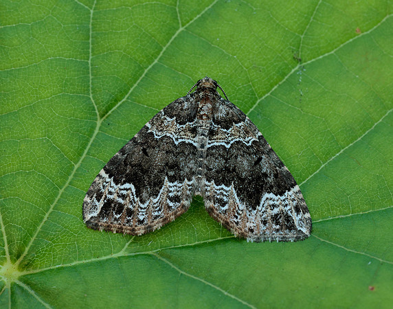 70.104 BF1751 Devon Carpet Lampropteryx otregiata